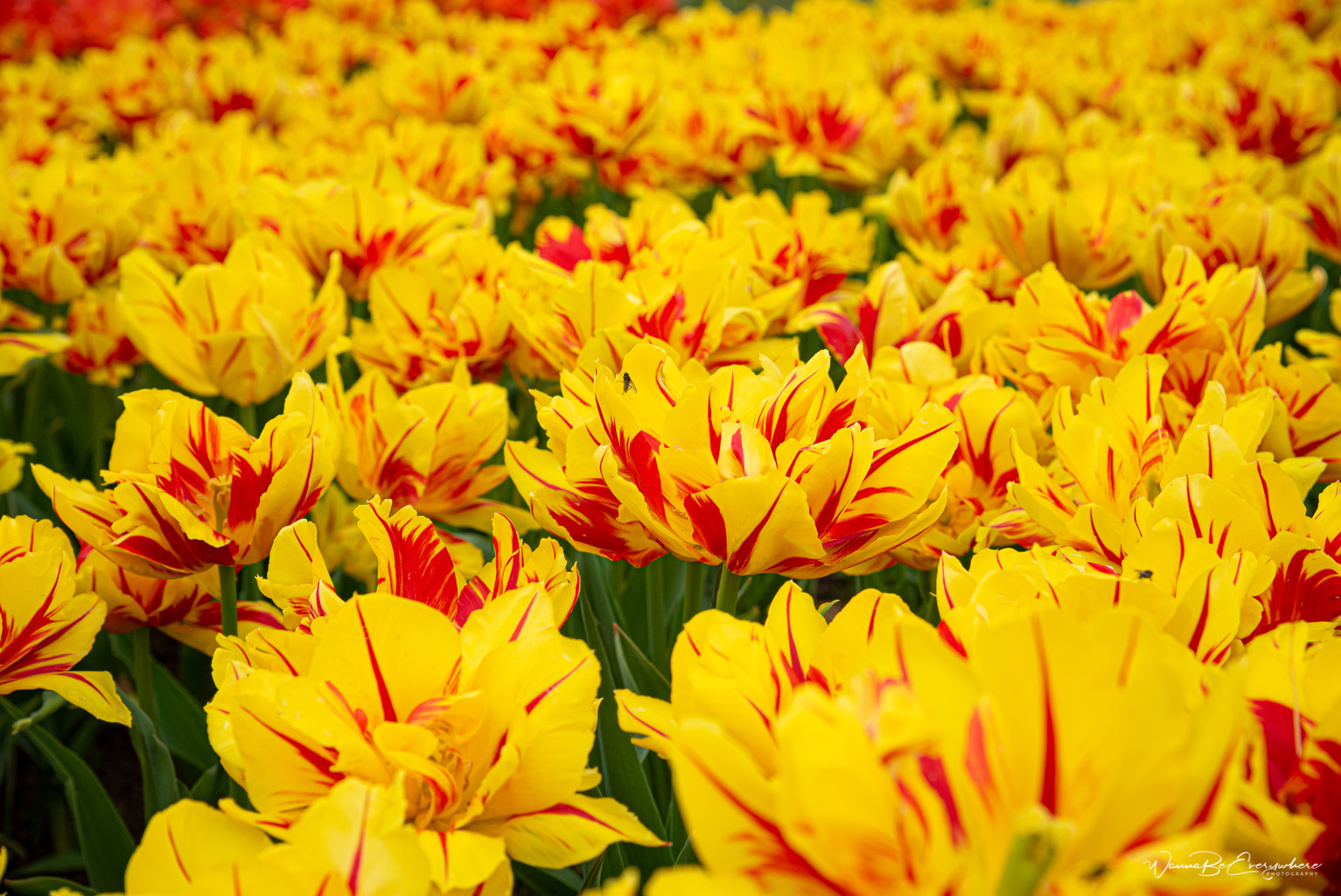 Denmarks largest Tulip Festival in Gavnø Castle | WannaBeEverywhere